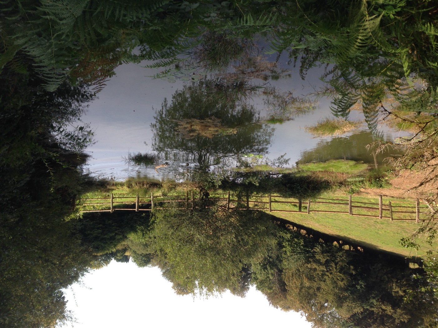 The spring-fed top pond with water hawthorn