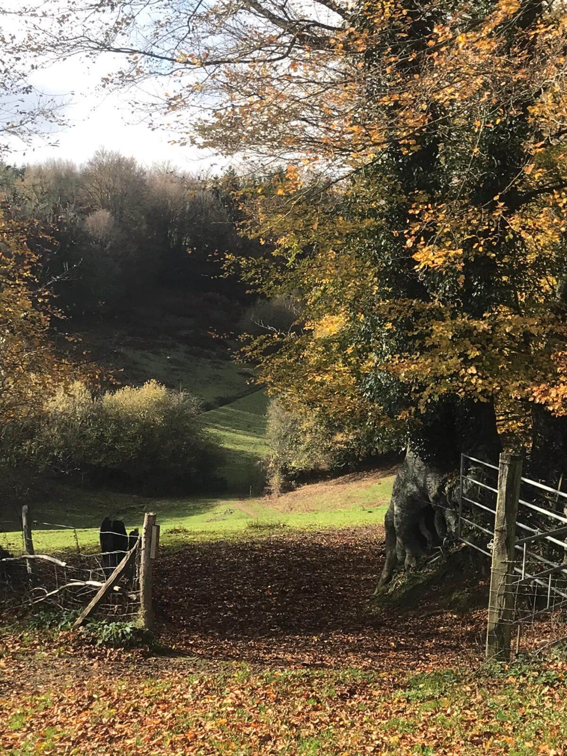 The entrance to La Volée's hidden valley in autumn, a gate beneath a golden beech tree