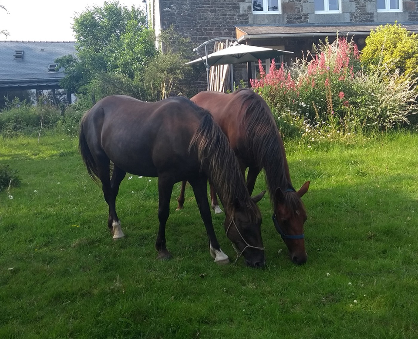 The herd grazing in La Volée's green valley